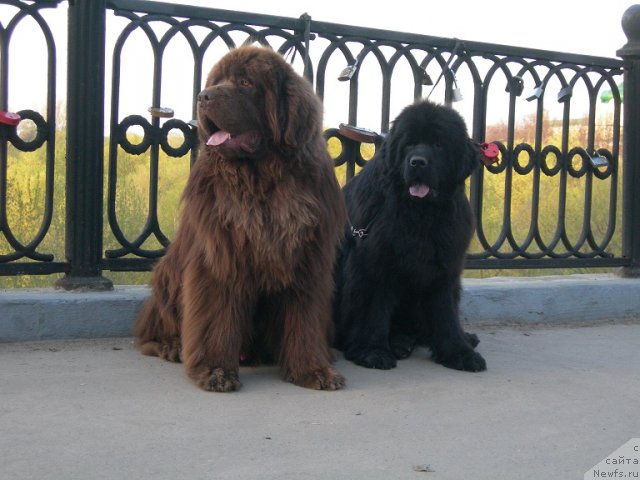 Фото: ньюфаундленд Angelo Orso Vilgelm (Анджело Орсо Вильгельм), ньюфаундленд Angelo Orso Cerera (Анджело Орсо Церера)