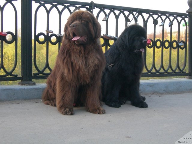 Фото: ньюфаундленд Angelo Orso Vilgelm (Анджело Орсо Вильгельм), ньюфаундленд Angelo Orso Cerera (Анджело Орсо Церера)