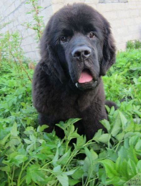 Фото: ньюфаундленд Dar Svezy Believe Me (Дар Свезы Белив Ми)
