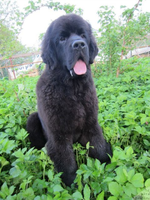 Фото: ньюфаундленд Dar Svezy Believe Me (Дар Свезы Белив Ми)