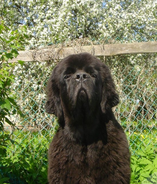 Фото: ньюфаундленд Dar Svezy Believe Me (Дар Свезы Белив Ми)