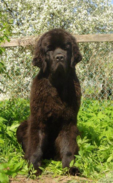 Фото: ньюфаундленд Dar Svezy Believe Me (Дар Свезы Белив Ми)