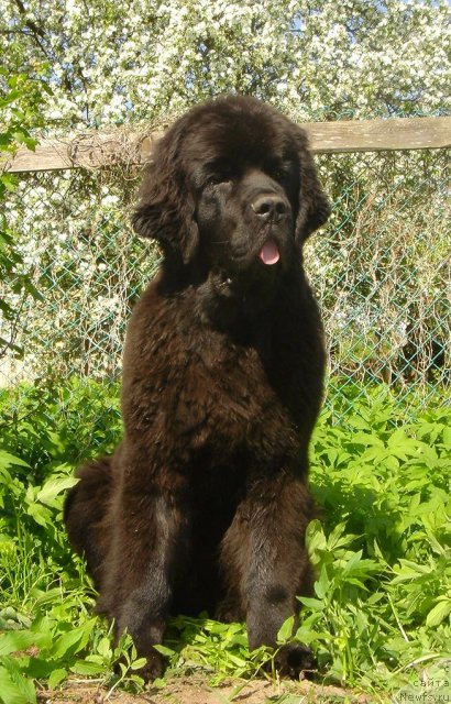 Фото: ньюфаундленд Dar Svezy Believe Me (Дар Свезы Белив Ми)