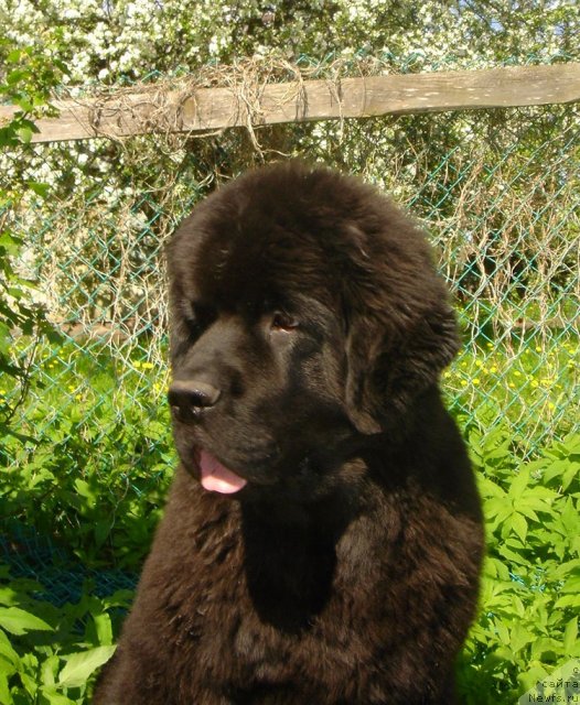 Фото: ньюфаундленд Dar Svezy Believe Me (Дар Свезы Белив Ми)