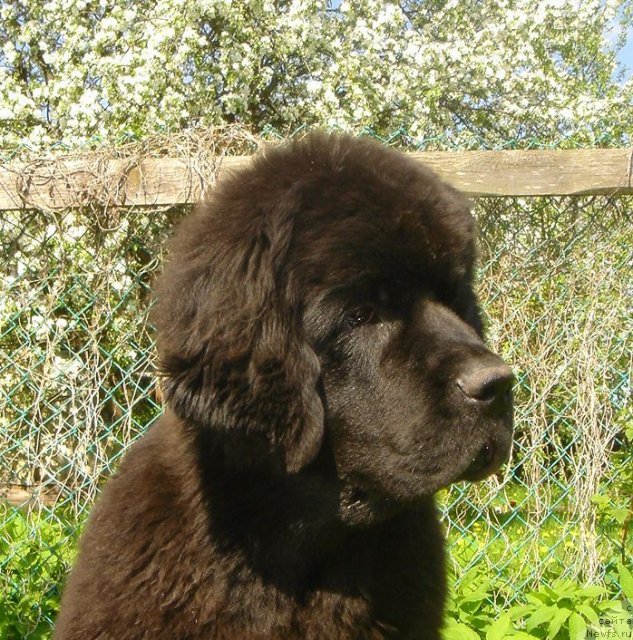 Фото: ньюфаундленд Dar Svezy Believe Me (Дар Свезы Белив Ми)