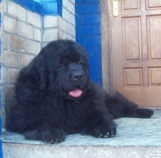 Фото: ньюфаундленд Lejebok Lui-Filipp (Лежебок Луи-Филипп)