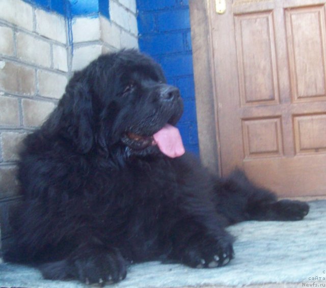 Фото: ньюфаундленд Lejebok Lui-Filipp (Лежебок Луи-Филипп)