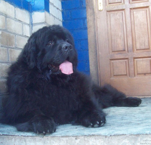 Фото: ньюфаундленд Lejebok Lui-Filipp (Лежебок Луи-Филипп)