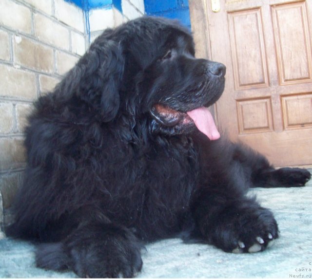 Фото: ньюфаундленд Lejebok Lui-Filipp (Лежебок Луи-Филипп)