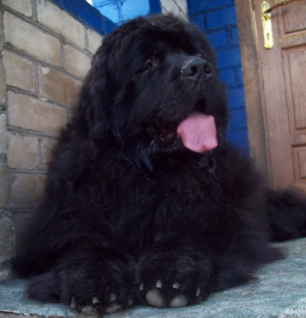 Фото: ньюфаундленд Lejebok Lui-Filipp (Лежебок Луи-Филипп)
