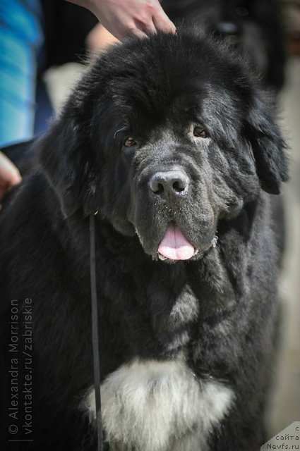 Фото: ньюфаундленд Gift of Destiny Midnight Bear