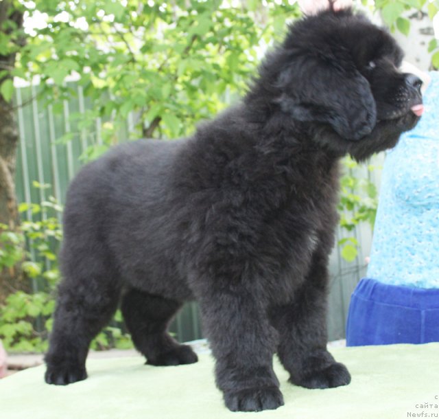 Фото: Бегущая по волнам Центэр оф Аттракшион