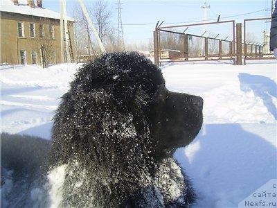 Фото: ньюфаундленд Arh B'yuti Ochen' Vajnaya Persona (Арх Бьюти Очень Важная Персона)