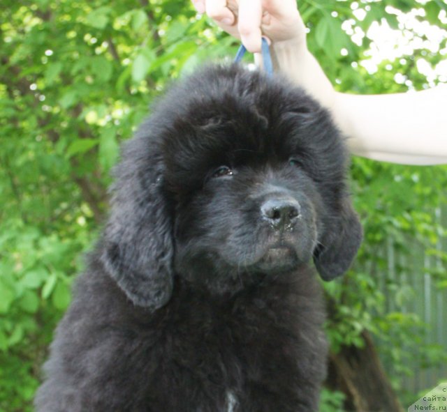 Фото: Бегущая по волнам Центэр оф Аттракшион