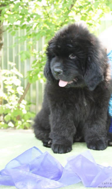 Фото: Бегущая по волнам Центэр оф Аттракшион