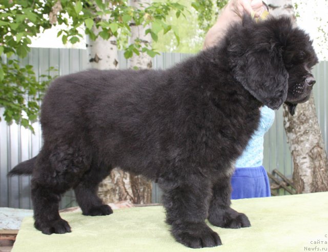 Фото: Бегущая по волнам Царица Савская