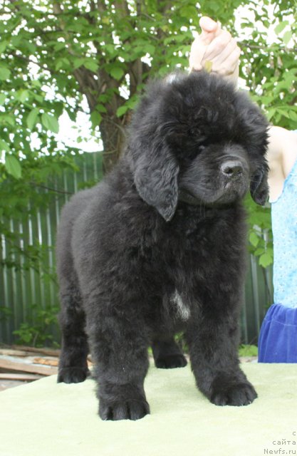 Фото: Бегущая по волнам Царица Савская