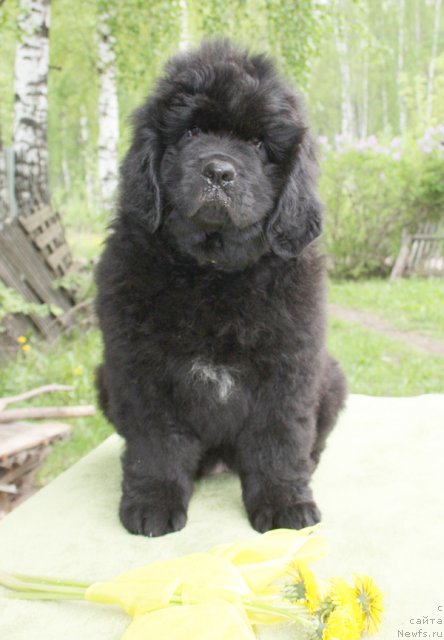 Фото: Бегущая по волнам ЦАРИЦА САВСКАЯ