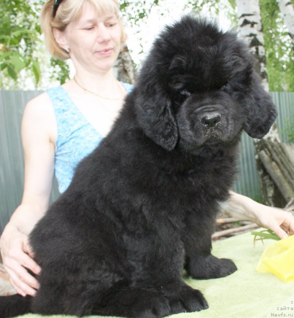 Фото: Бегущая по волнам Царица Савская