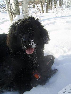 Фото: ньюфаундленд Arh B'yuti Ochen' Vajnaya Persona (Арх Бьюти Очень Важная Персона), ньюфаундленд Arh B'yuti Oksi Svet (Арх Бьюти Окси Свет)