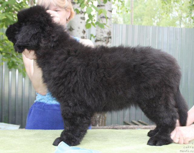 Фото: Бегущая по волнам Царевна БУДУР