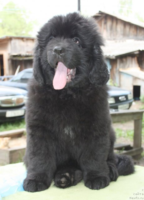 Фото: Бегущая по волнам ЦАРЕВНА БУДУР