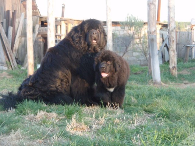Фото: ньюфаундленд King of Helluland I'm Precious, ньюфаундленд Blyek Diamond Agidel' ot Potapa Uvertyura (Блэк Диамонд Агидель от Потапа Увертюра)