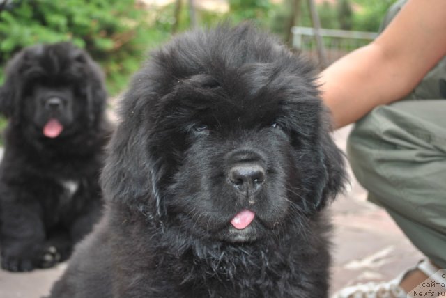 Фото: дети, ньюфаундленд King of Helluland I'm Precious