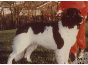 Фото: ньюфаундленд Topmast's Prairie Rose