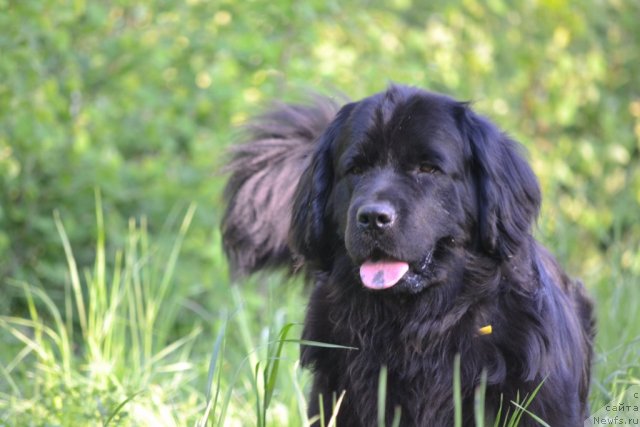 Фото: ньюфаундленд Nefertiti Krasavica Gryadet (Нефертити Красавица Грядет)