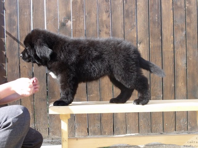 Фото: ньюфаундленд Iskusnaya Koketka (Искусная Кокетка)