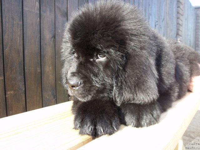 Фото: ньюфаундленд Ital'yano Macho (Итальяно Мачо)