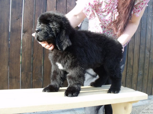 Фото: ньюфаундленд Ital'yano Macho (Итальяно Мачо)