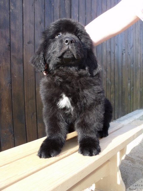 Фото: ньюфаундленд Ital'yano Macho (Итальяно Мачо)
