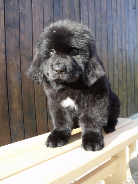 Фото: ньюфаундленд Ital'yano Macho (Итальяно Мачо)