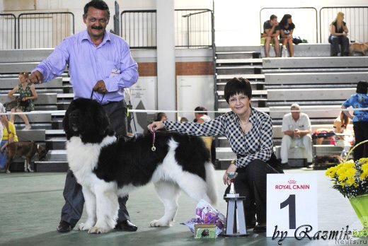 Фото: ньюфаундленд Super Premium Emu Net Ravnyih (Супер Премиум Ему Нет Равных)