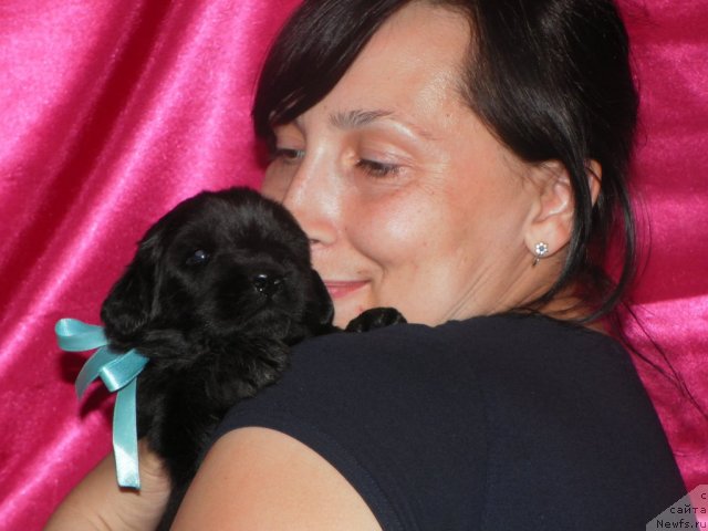 Фото: Anna Zagorskih (Анна Загорских), ньюфаундленд Ih Visochestvo Vilana Blum (Их Высочество Вилана Блум), ньюфаундленд Lifeguard's American Style