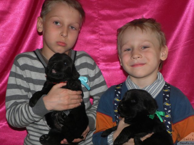 Фото: ньюфаундленд Ih Visochestvo Vilana Blum (Их Высочество Вилана Блум), ньюфаундленд Lifeguard's American Style