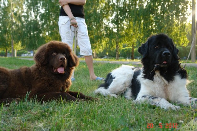 Фото: ньюфаундленд Kiper Soul Jemchujina Belaya (Кипер Соул Жемчужина Белая), ньюфаундленд N'yufot Prim Rouz (Ньюфот Прим Роуз)
