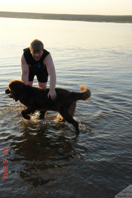 Фото: Dmitriy Kasatkin (Дмитрий Касаткин), ньюфаундленд N'yufot Prim Rouz (Ньюфот Прим Роуз)