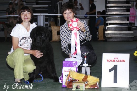 Фото: ньюфаундленд Dar Svezyi Belle of ze Ball (Дар Свезы Белле оф зе Балл)