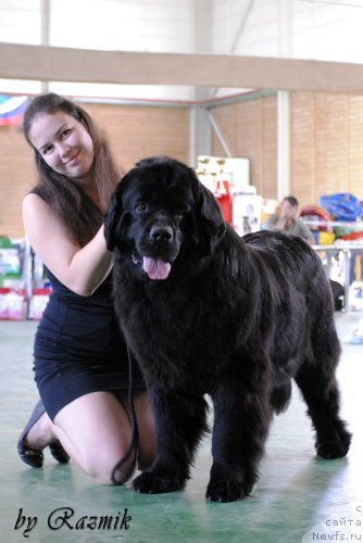 Фото: ньюфаундленд YEra Grand Lyuks CHelesta (Эра Гранд Люкс Челеста)