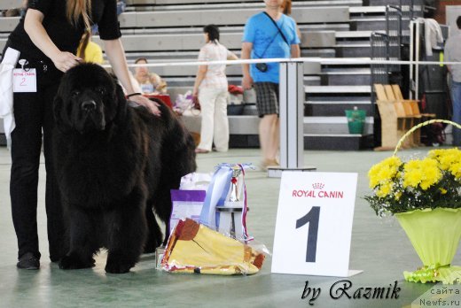 Фото: ньюфаундленд Beguschaya po Volnam Zillion (Бегущая по Волнам Зиллион)