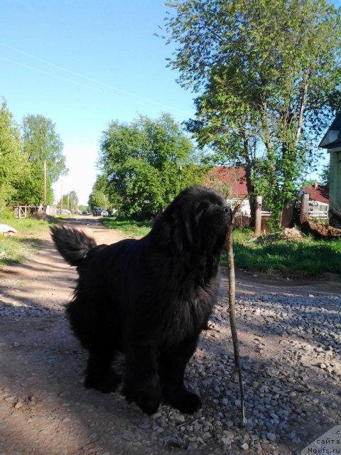 Фото: ньюфаундленд Ih Vyisochestvo Vladlena Madjiks (Их Высочество Владлена Маджикс)