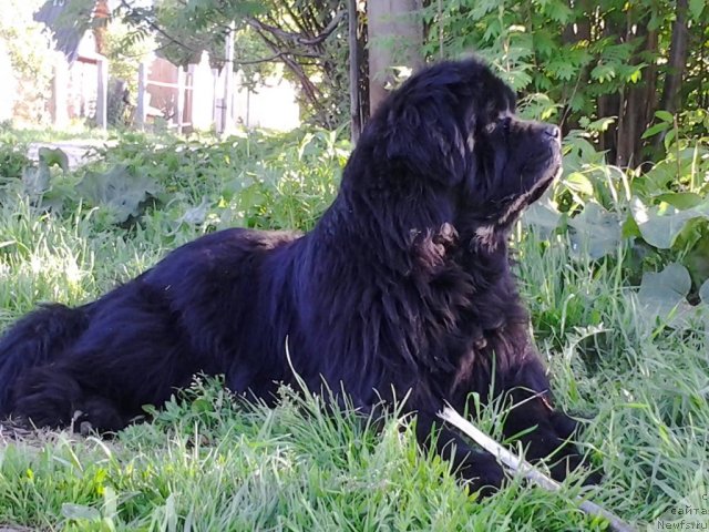 Фото: ньюфаундленд Ih Vyisochestvo Vladlena Madjiks (Их Высочество Владлена Маджикс)