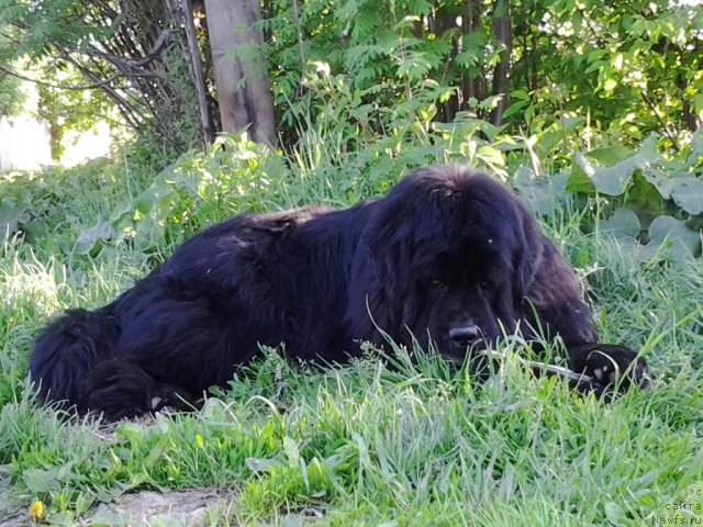 Фото: ньюфаундленд Ih Vyisochestvo Vladlena Madjiks (Их Высочество Владлена Маджикс)