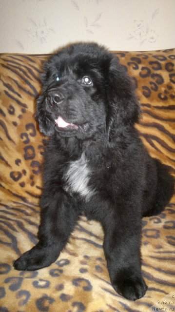 Фото: ньюфаундленд Pitern'yuf Hard-Rok (Питерньюф Хард-Рок)