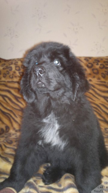 Фото: ньюфаундленд Pitern'yuf Hard-Rok (Питерньюф Хард-Рок)