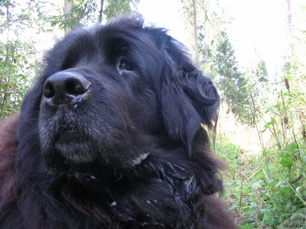 Фото: ньюфаундленд Smigar Plateya (Смигар Платея), ньюфаундленд Smigar Plateya (Смигар Платея)