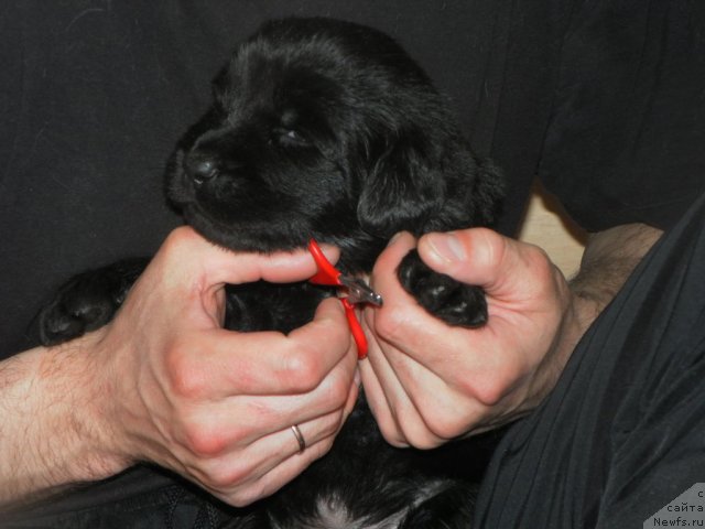 Фото: ньюфаундленд Ih Visochestvo Vilana Blum (Их Высочество Вилана Блум), ньюфаундленд Lifeguard's American Style